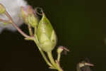 Manyflower beardtongue